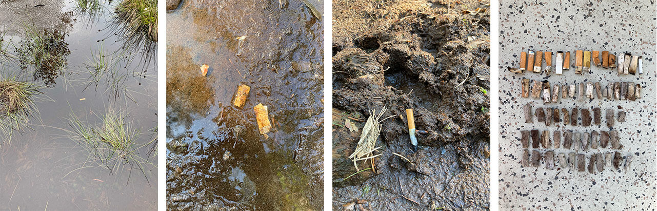 Cigarette Butt Fieldwork: butts are absorbed into the bog and regurgitated back out as the bog deflates, churns, and heaves with the seasons, Slåttmossen Nature Reserve, 2021.